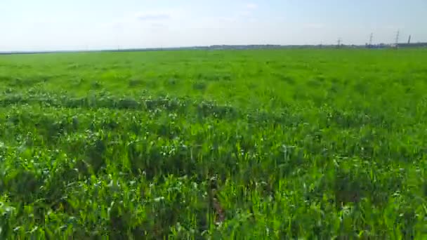 Survoler l'herbe dans le champ 