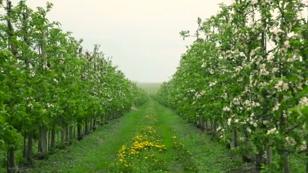 Verger en fleurs sous la pluie — Video