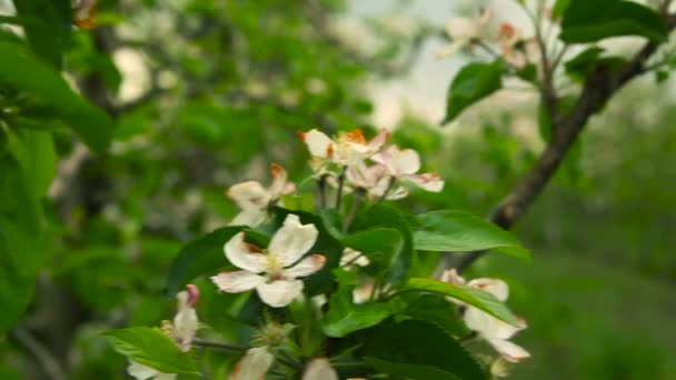 Um pomar florescente. Maçãs — Vídeo de Stock