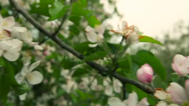 Un frutteto in fiore. Alberi di mele — Video Stock