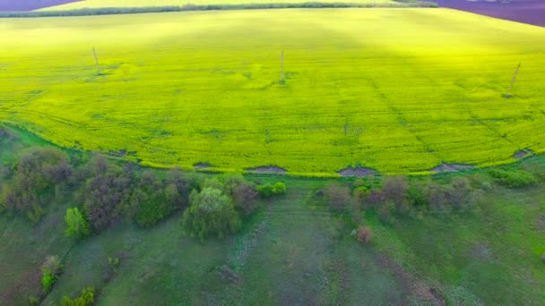 Vlucht over een veld van koolzaad — Stockvideo