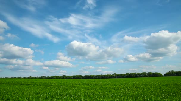Nuages sur le champ vert 