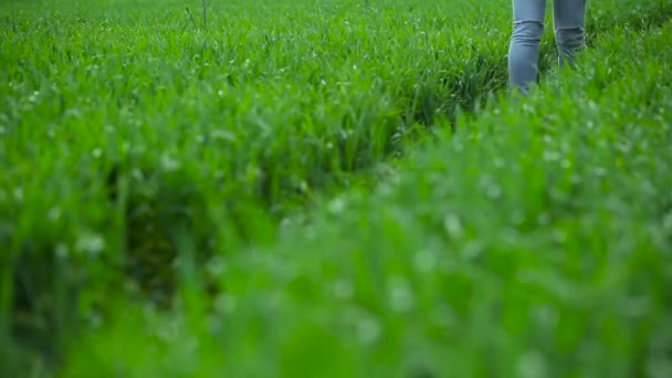 Девушка идет на поле пшеницы — стоковое видео