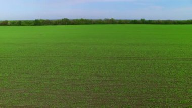 Yeşil bezelye alanın üzerinde uçan