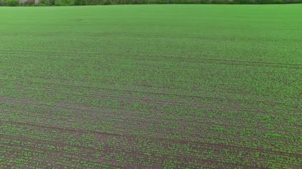 Vliegen over het gebied van groene erwten — Stockvideo