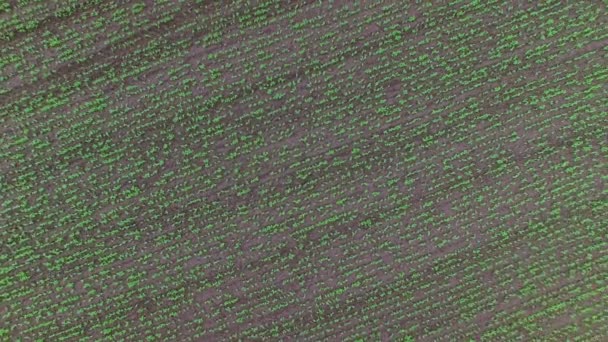 Survoler le champ de pois verts 