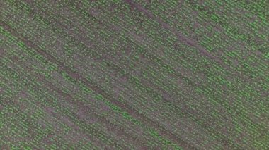 Yeşil bezelye alanın üzerinde uçan