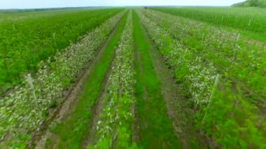 Çiçekli Bahçe üzerinde uçan