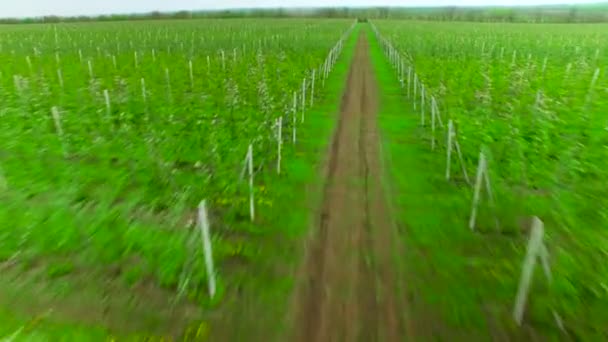 Volando sobre un jardín floreciente — Vídeo de stock