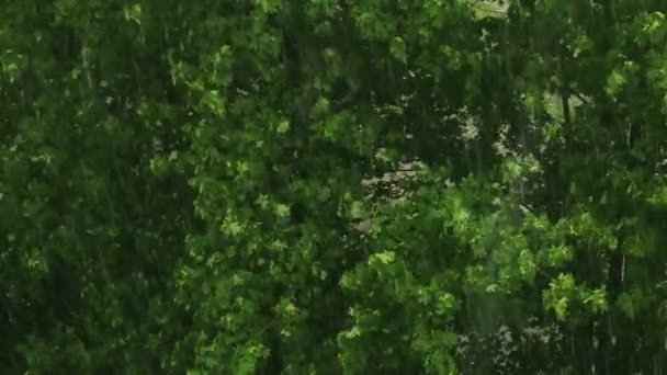 Pluie dans la ville au printemps 