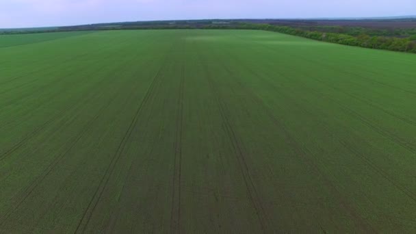 Survoler le champ de pois verts 