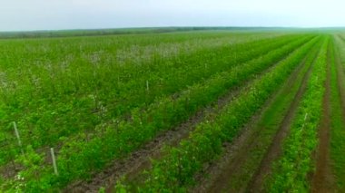 Çiçekli Bahçe üzerinde uçan