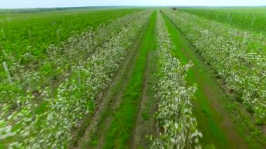 Çiçekli Bahçe üzerinde uçan