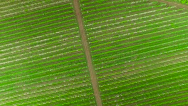 Vliegen over een bloeiende tuin — Stockvideo