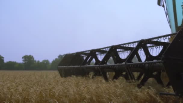 Combine-colheitadeira recolhe o trigo — Vídeo de Stock