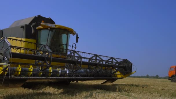 Combine-harvester gathers the wheat — Stock Video