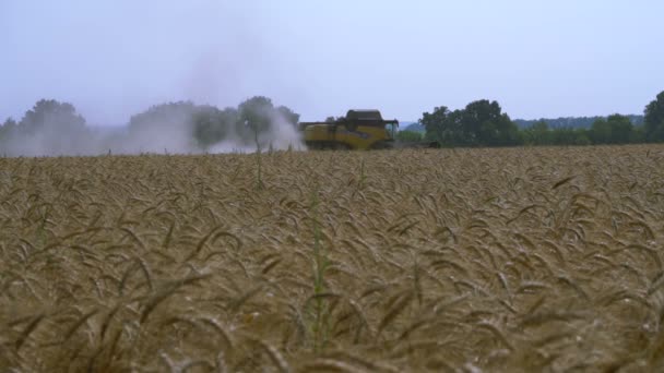 Combine-harvester gathers the wheat — Stock Video