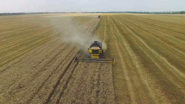 Combine harvester gathers the grain — Stock Video