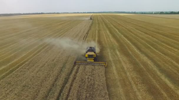 Kombajn zbożowy zbiera ziarna — Wideo stockowe