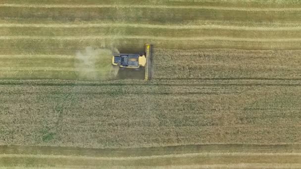 Combine harvester verzamelt de korrel — Stockvideo