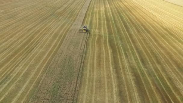 Combine harvester verzamelt de korrel — Stockvideo