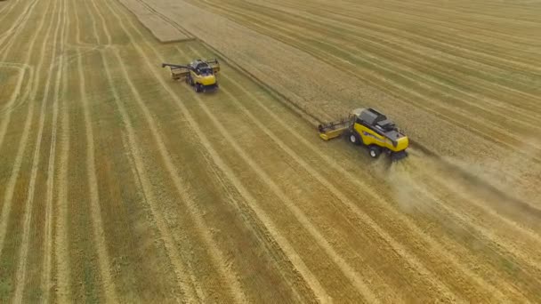 Комбайн собирает зерно — стоковое видео