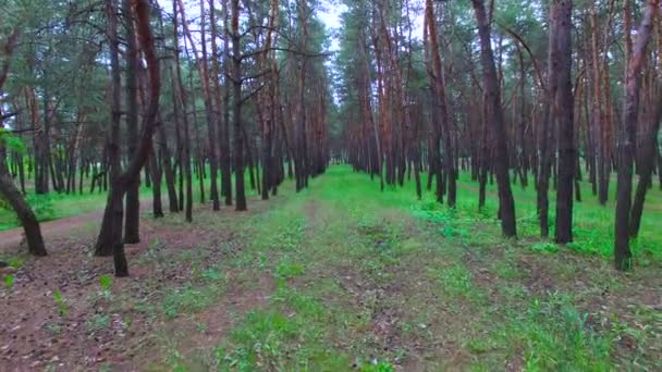 Repül át a fenyves erdő — Stock videók