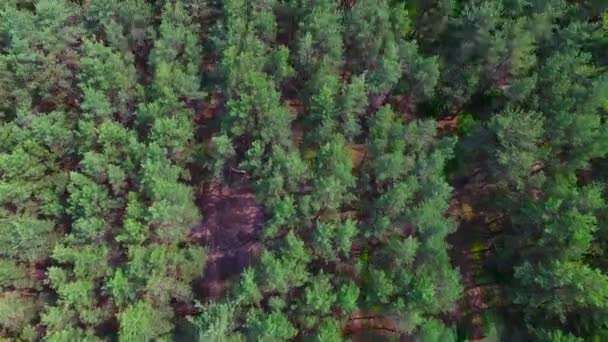 Volando sobre el bosque de pinos — Vídeos de Stock