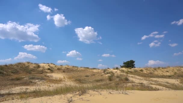 Пески, растущие деревья — стоковое видео