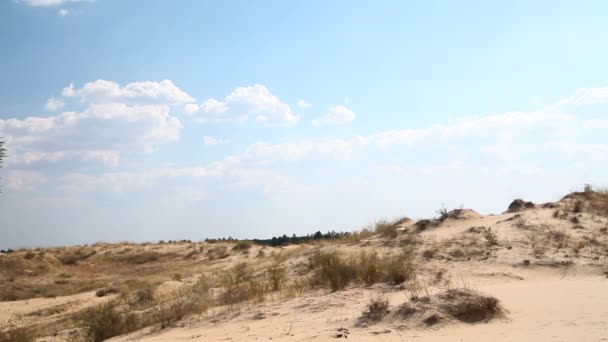 Árvores coníferas no deserto — Vídeo de Stock