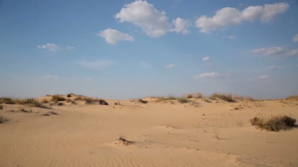 Dunes avec végétation dans le désert 