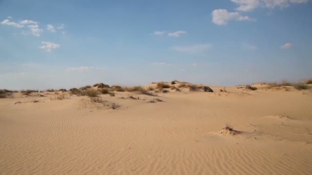 Dunes with vegetation in the desert — Stock Video