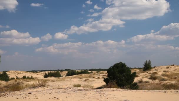 Árvores coníferas no deserto — Vídeo de Stock