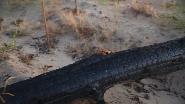 Árvore queimada no deserto ao pôr do sol — Vídeo de Stock