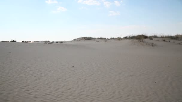 Dunas con vegetación en el desierto — Vídeo de stock