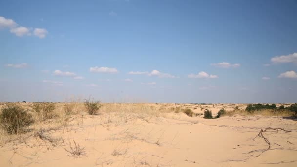 Árvores coníferas no deserto — Vídeo de Stock