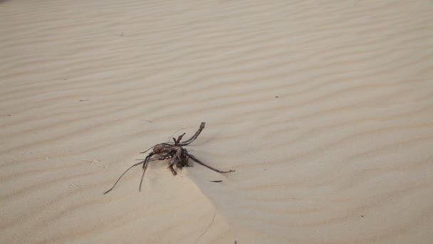 El hombre camina descalzo por el desierto — Vídeos de Stock