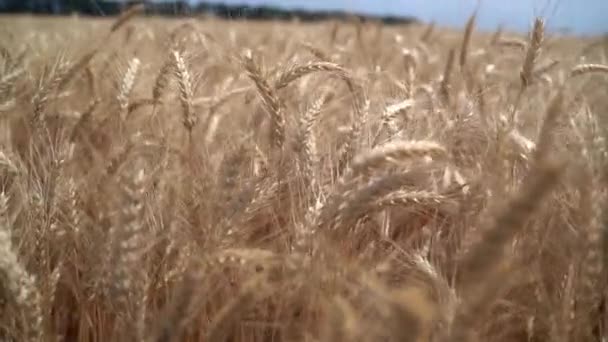 Уши спелой пшеницы в поле — стоковое видео