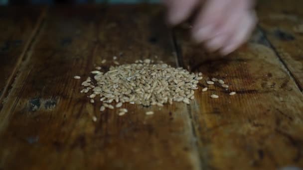 年配の女性は小麦の穀物を分類する。スローモーション — ストック動画