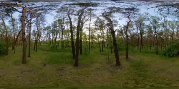 4K 360 VR Borový les na začátku jara — Stock video