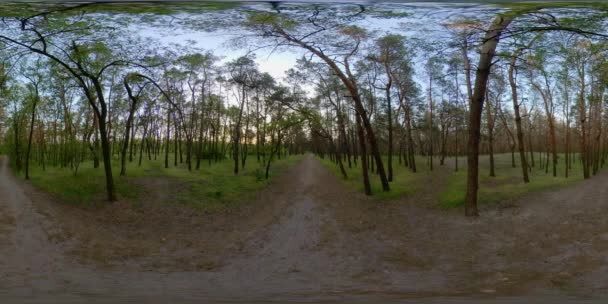 4K 360 VR Pine forest in early spring — 비디오