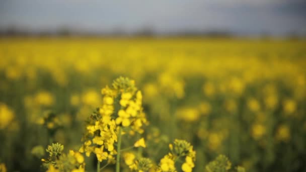 Fält med gula blommor — Stockvideo