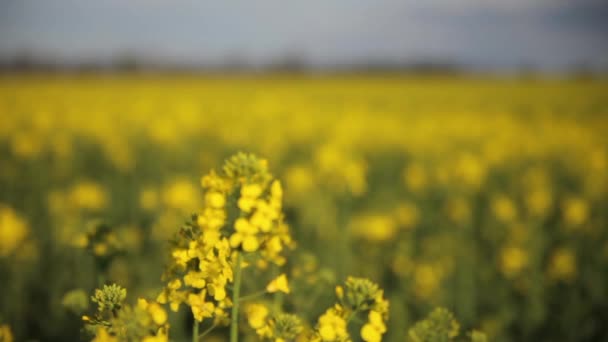 Gebied van gele bloemen — Stockvideo