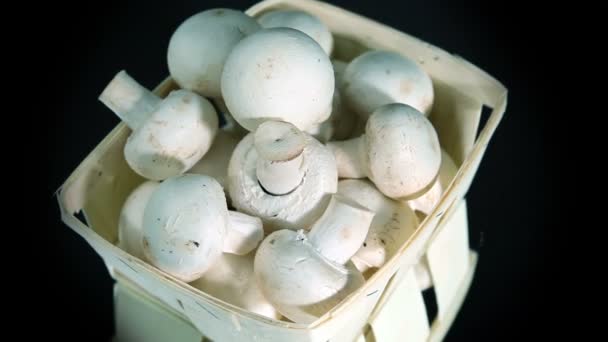 Champignons champigneux, champignon blanc — Video