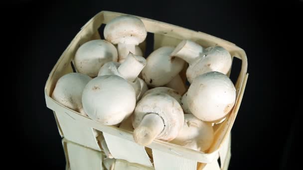 Funghi Champigny, fungo bianco — Video Stock