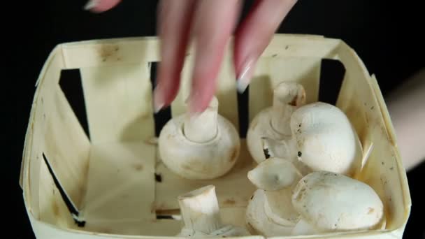 Champignons champigneux, champignon blanc — Video