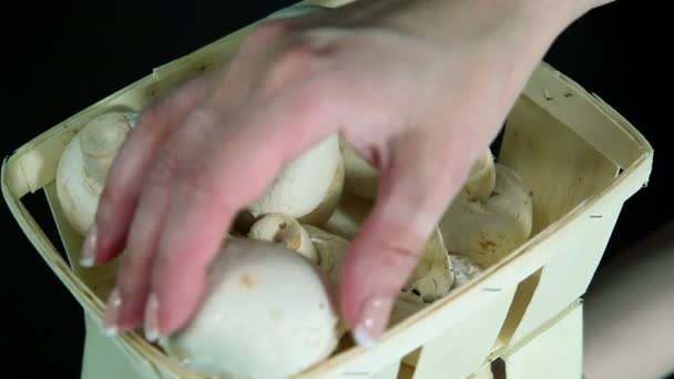 Cogumelos champigny, fungo branco — Vídeo de Stock