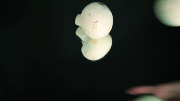 Champigny paddestoelen, witte schimmel — Stockvideo