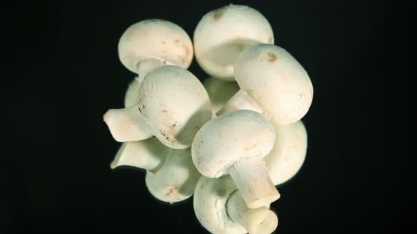 Cogumelos champigny, fungo branco — Vídeo de Stock