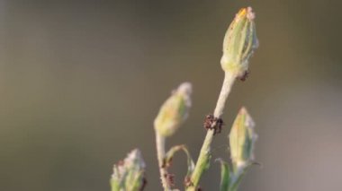 Karıncalar üzerinde bir bitki
